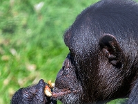 Nelspruit, Instytut Szympansów imienia Jane Goodal